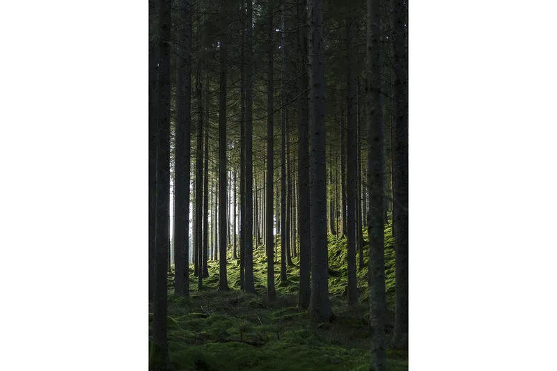 Poster Woods 21x30 cm, Sort/Grøn